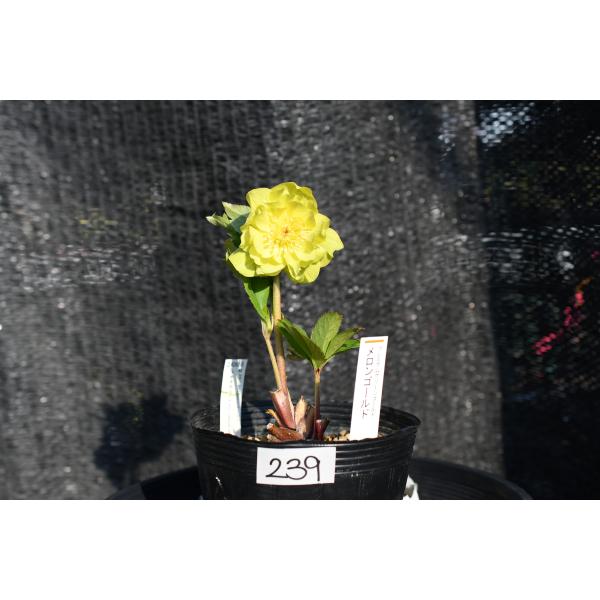 クリスマスローズ開花株 DD多弁系メロンゴールド 239 現品限り : 金井
