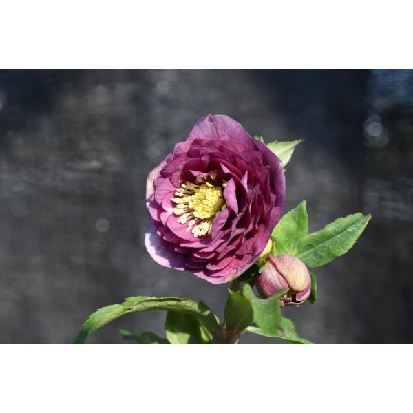 クリスマスローズ開花株 DDアンティークアフロディーテ 245 現品限り