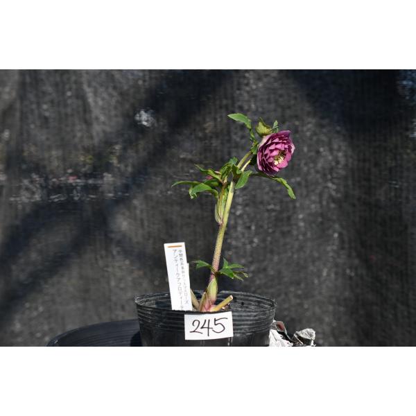 クリスマスローズ開花株 DDアンティークアフロディーテ 245 現品限り