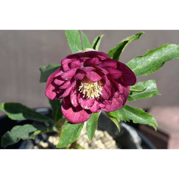 クリスマスローズ開花株 DDグロッシーカラー☆多弁系グロスサイレント