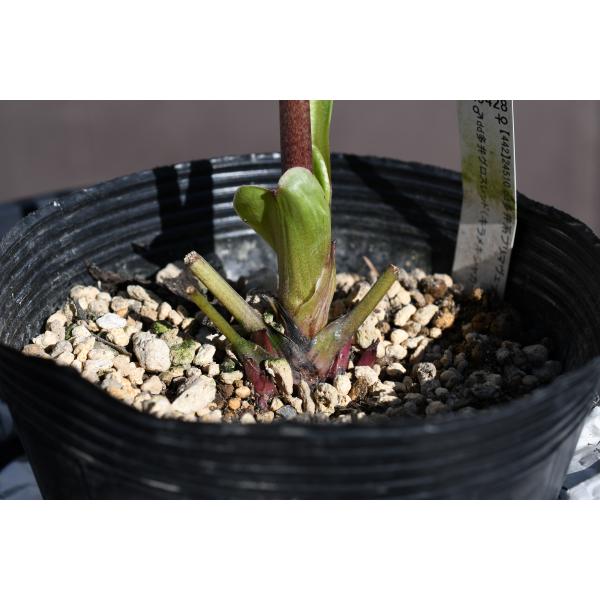 クリスマスローズ開花株 DDグロッシーカラー☆多弁系グロスサイレント