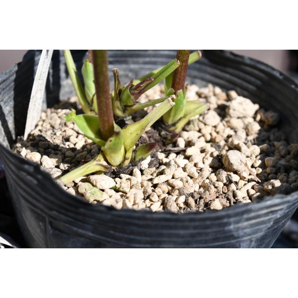 クリスマスローズ開花株 DDイエローエンジェル 253 現品限り : 金井