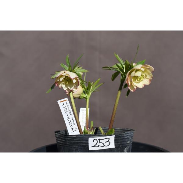 クリスマスローズ開花株 DDイエローエンジェル 253 現品限り : 金井