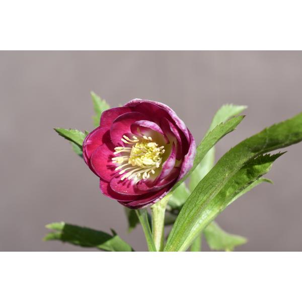 クリスマスローズ開花株 DDグロッシーカラー☆カップ咲きグロスリバー