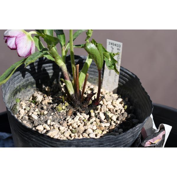 クリスマスローズ開花株 DDグロッシーカラー☆カップ咲きグロスリバー