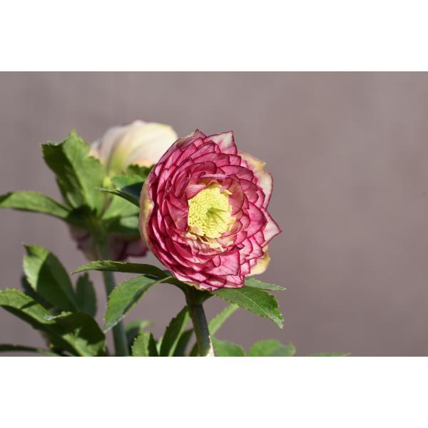 クリスマスローズ開花株 DDグロッシーカラー☆多弁咲きリバーシブル