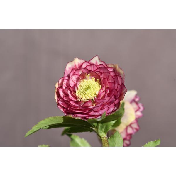 クリスマスローズ開花株 DDグロッシーカラー☆多弁咲きリバーシブル