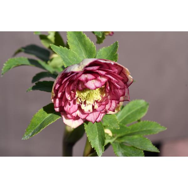 クリスマスローズ開花株 DDグロッシーカラー☆多弁咲きリバーシブル