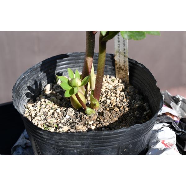 クリスマスローズ開花株 DDグロッシーカラー☆多弁咲きリバーシブル