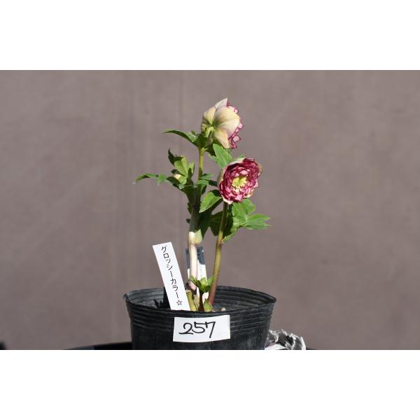 クリスマスローズ開花株 DDグロッシーカラー☆多弁咲きリバーシブル