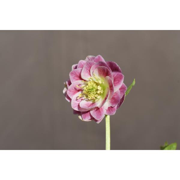 クリスマスローズ開花株 DDリトルプリマヴェーラ 258 現品限り : 金井