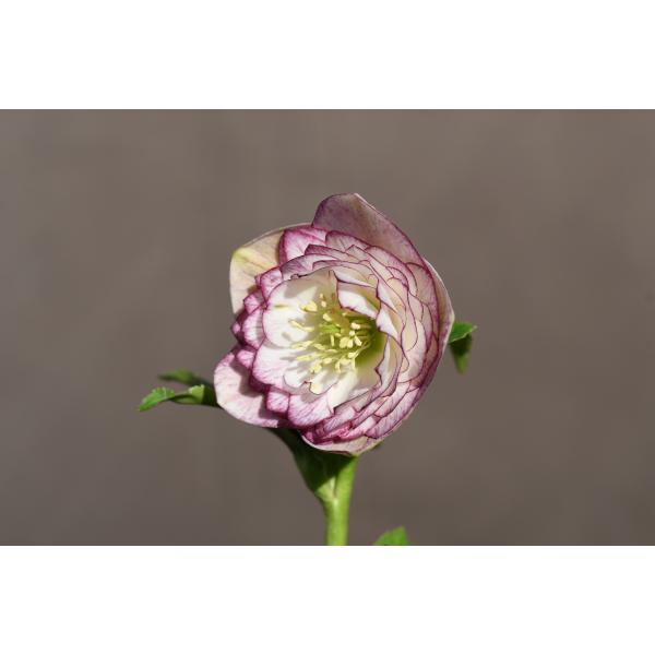 クリスマスローズ開花株 DDホワイトソフトグラデーションピコティ 259