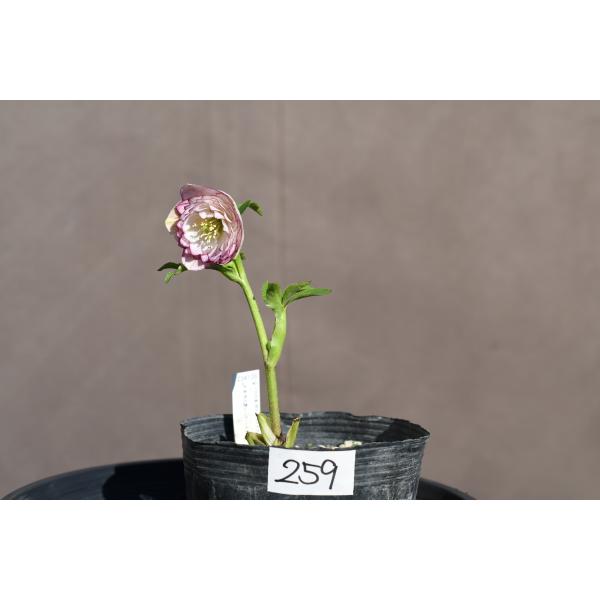 クリスマスローズ開花株 DDホワイトソフトグラデーションピコティ 259