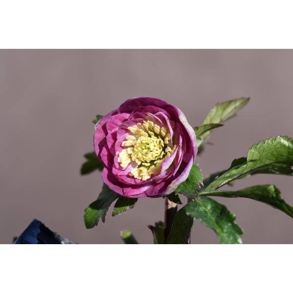 クリスマスローズ開花株 DDリバーシブル毬姫 256 現品限り : 金井園芸