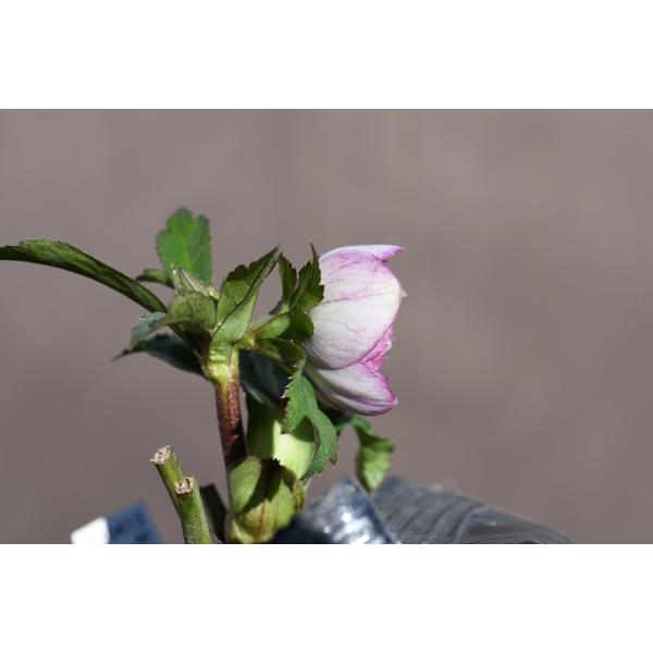 クリスマスローズ開花株 DDリバーシブル毬姫 256 現品限り : 金井園芸