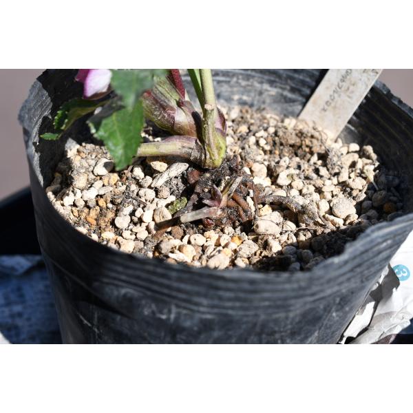 クリスマスローズ開花株 DDリバーシブル毬姫 256 現品限り : 金井園芸