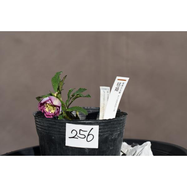 クリスマスローズ開花株 DDリバーシブル毬姫 256 現品限り : 金井園芸