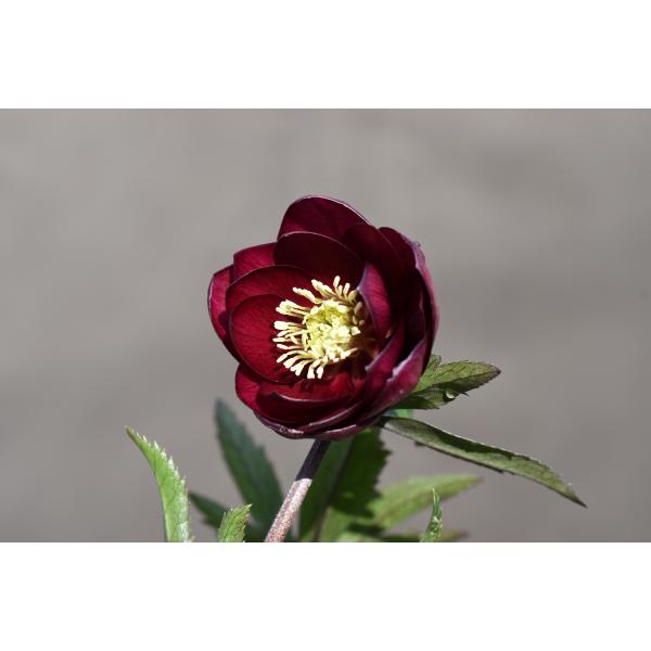 クリスマスローズ開花株 DDキラメキ☆レッド 260 現品限り : 金井園芸