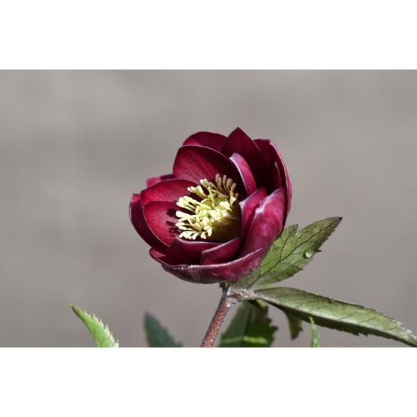 クリスマスローズ開花株 DDキラメキ☆レッド 260 現品限り : 金井園芸