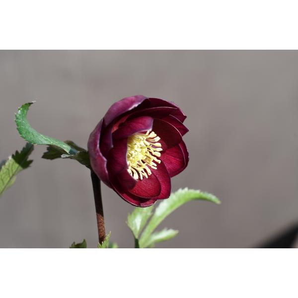 クリスマスローズ 開花実績株 DDアプリレッド クリスマスローズ開花株 DDグロッシーカラー☆グロスローズレッド 274