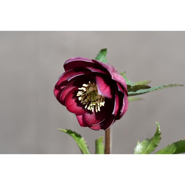 クリスマスローズ開花株 DDキラメキ☆レッド 260 現品限り : 金井園芸