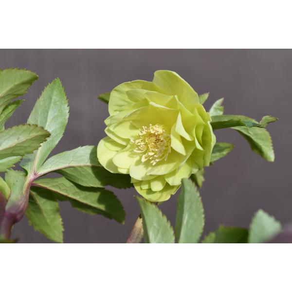 クリスマスローズ 開花実績株 SDゴールド クリスマスローズ開花株 SDグロス系レッドゴールド 169 現品限り