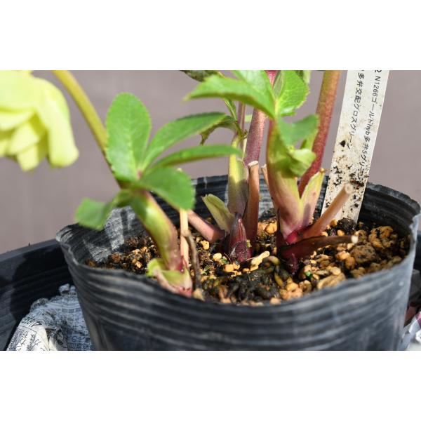 クリスマスローズ 開花実績株 DDやや小輪イエローピコティ 【公式通販】 クリスマスローズ 開花実績株 DDグリーンブラウン