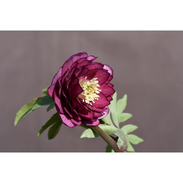 ㉖-218クリスマスローズ クリスマスローズ開花株 DDグロッシーカラー☆グロスシャガール 265