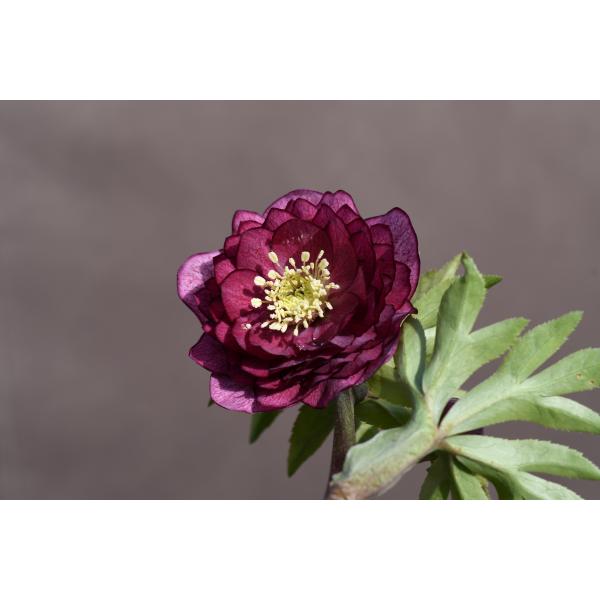 の*ん様 ☘️スペシャルイベント☘️826【いちごみるく】クリスマスローズ クリスマスローズ,童仙房ナーセリー＆ガーデンのクリスマスローズ