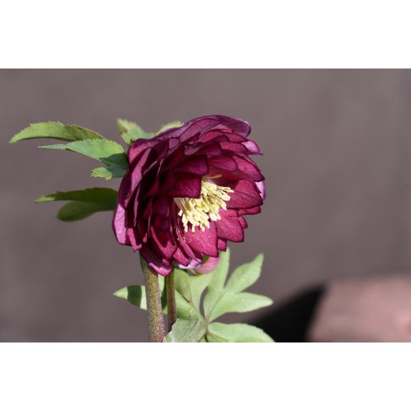 クリスマスローズ開花株 DDグロッシーカラー☆グロスシャガール 265