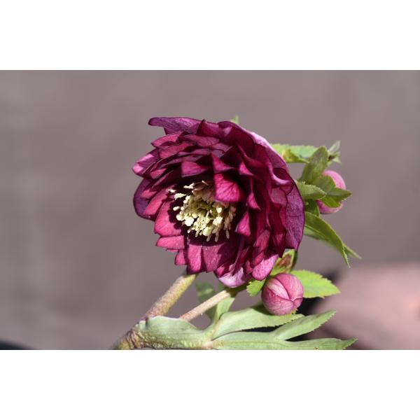 クリスマスローズ開花株 DDグロッシーカラー☆グロスシャガール 265