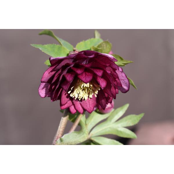 クリスマスローズ開花株 DDグロッシーカラー☆グロスシャガール 265