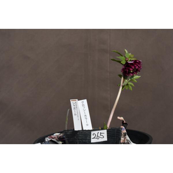 クリスマスローズ開花株 DDグロッシーカラー☆グロスシャガール 265