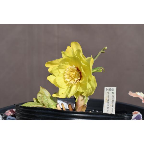 クリスマスローズ開花株 DDグリーンゴールドフラッシュ 266 現品限り