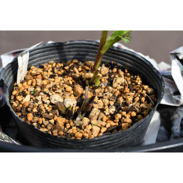 クリスマスローズ開花株 SDDフレグランスホワイトグラデーション 263