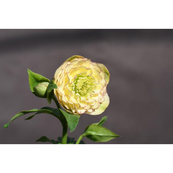 クリスマスローズ開花株 DDアフロディーテ 269 現品限り : 金井園芸