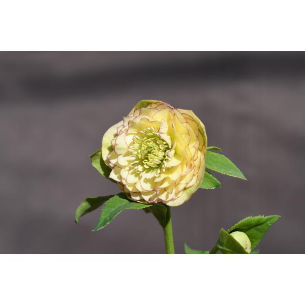 クリスマスローズ　dd　アフロディーテプリマベーラ クリスマスローズ開花株 DDアフロディーテ 269 現品限り : 金井園芸