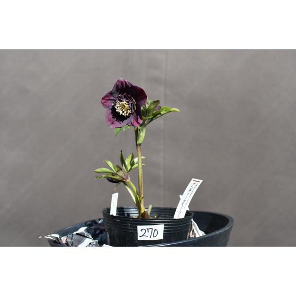 クリスマスローズ開花株 SDアンティークモーリー 270 現品限り : 金井