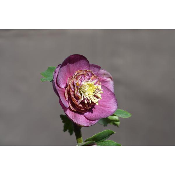 クリスマスローズ開花株 SDアンティークモーリー 273 現品限り : 金井