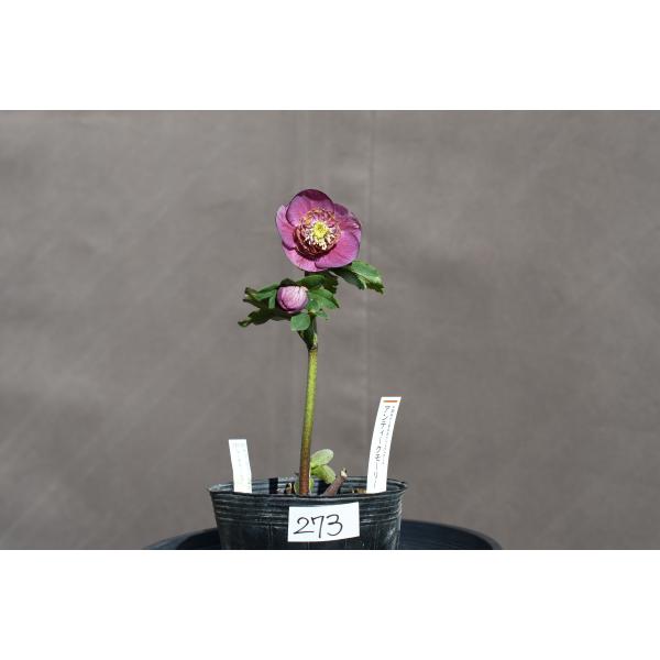 クリスマスローズ開花株 SDアンティークモーリー 273 現品限り : 金井