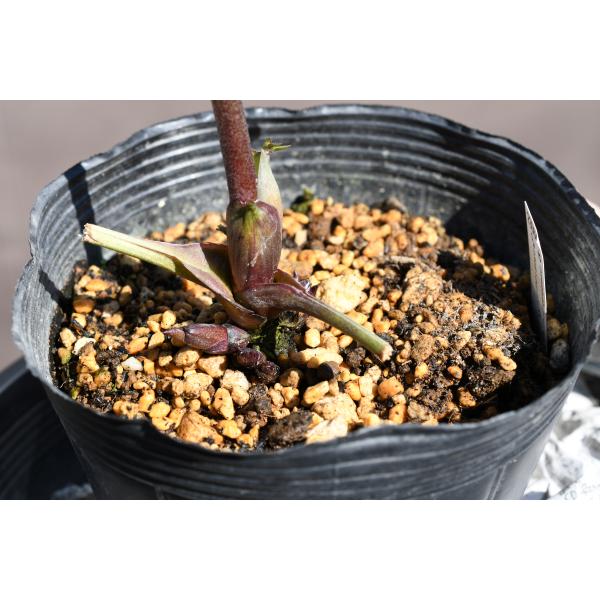 クリスマスローズ開花株 DDグロッシーカラー☆グロスローズレッド 274