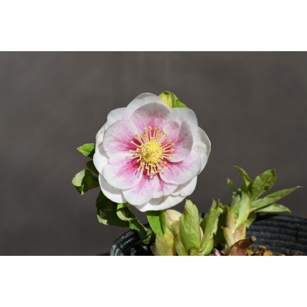 クリスマスローズ開花株 DDプリマヴェーラホワイトゴールド 275 現品