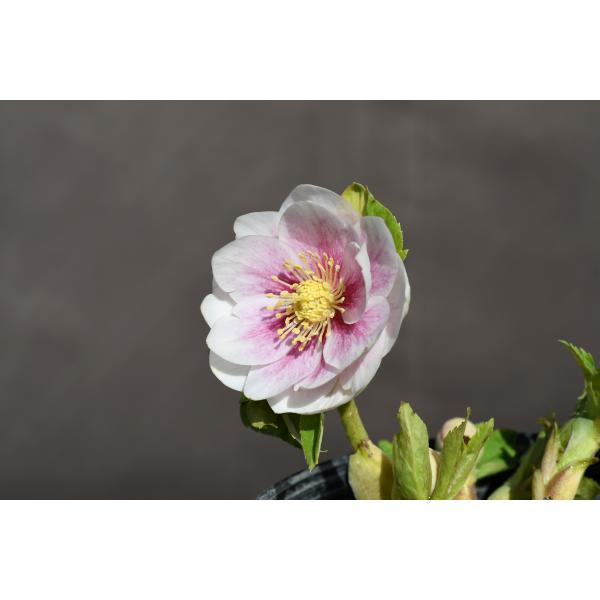 クリスマスローズ開花株 DDプリマヴェーラホワイトゴールド 275 現品