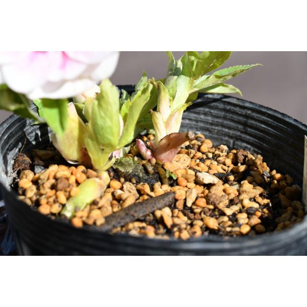 クリスマスローズ　プリマヴェーラホワイトゴールド(認定)　株分け クリスマスローズ プリマヴェーラホワイトゴールド(認定) 株分け