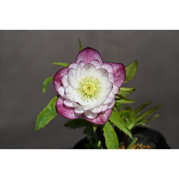 レッドグラデーション縁抜け×千重咲ピンクピコティ☆クリスマスローズ