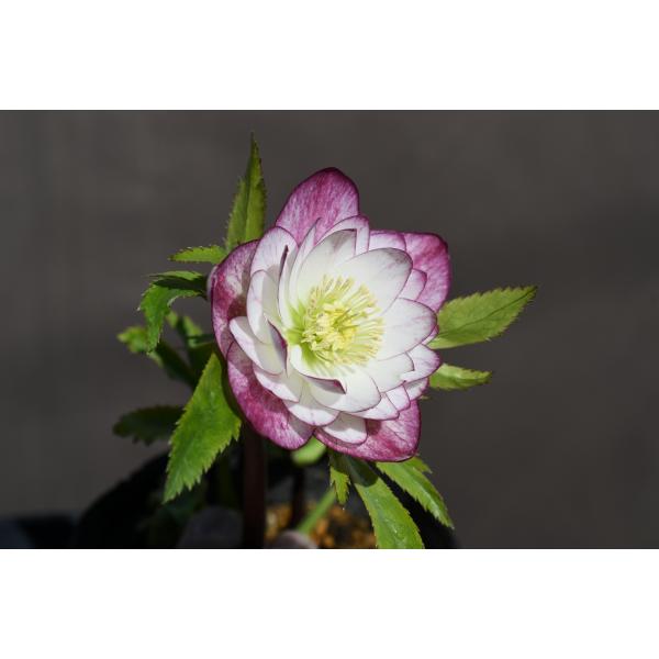 クリスマスローズ フレグランス 鉄人06 クリスマスローズ フレグランス