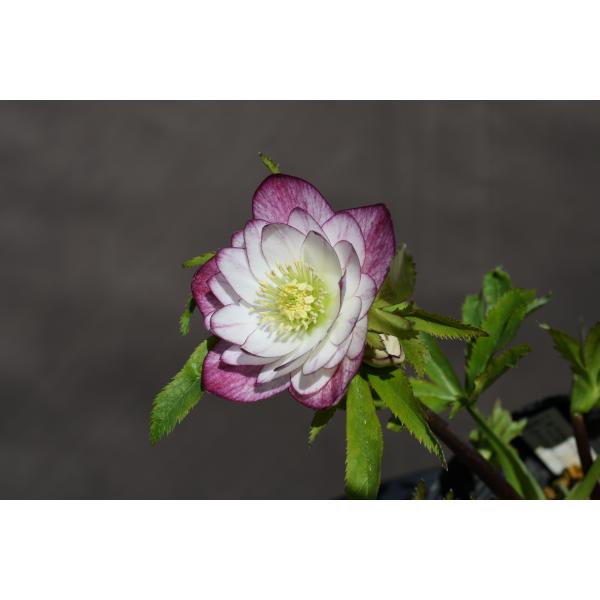 クリスマスローズ開花株 DDエンジェル系ホワイトレッドグラデーション