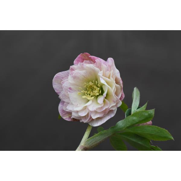 クリスマスローズ開花株 DD多弁咲き分け絞り咲き 281 現品限り : 金井