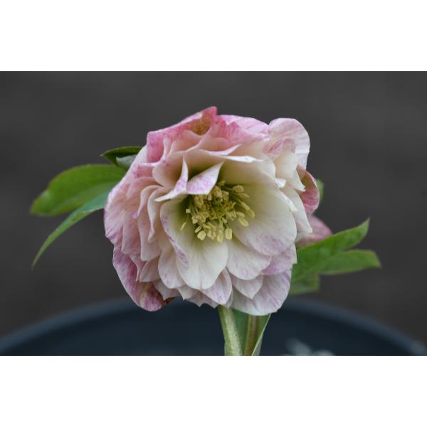 クリスマスローズ開花株 DD多弁咲き分け絞り咲き 281 現品限り : 金井