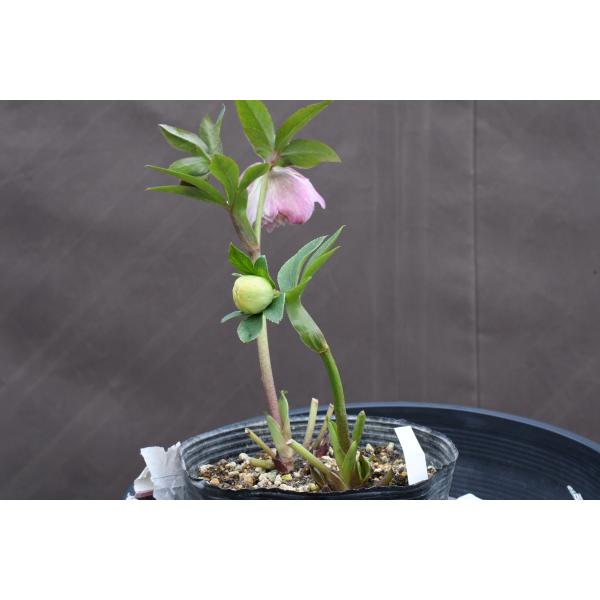 クリスマスローズ開花株 DD多弁咲き分け絞り咲き 281 現品限り : 金井